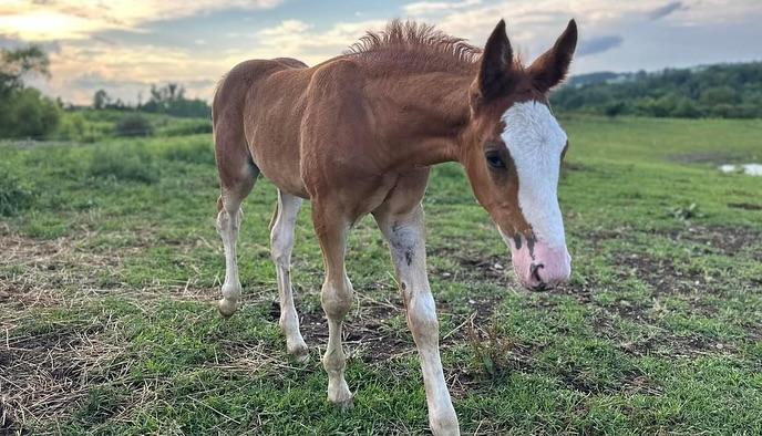 Canadian Maple Kismet - foal